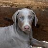 CKC Doberman Puppy