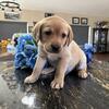 Akc male Labrador retriever puppy