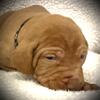 Vizsla Pups: Extensive Championship Bloodlines