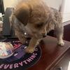 Brownie is a 8 month old Morkie needs a forever home