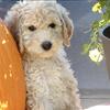 CKC Multi-Generational Labradoodle Puppies