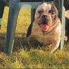 EXOTIC BULLY FOR SALE 