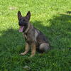 10 month old dual purpose trained west German working line pup male