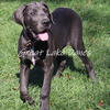 AKC Blue Great Dane Puppies.  Tilly's Girl!