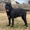 AKC Solid Black Cane Corso Male STUD