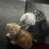 Scottish Fold and Straight Kittens
