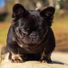 Fluffy Frenchie  female 