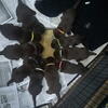 AKC Chocolate Lab puppies 