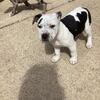 🐾 American Bully Male 4 – The Bold & Beautiful