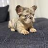 🚨 Fluffy female  Merle frenchie 🚨