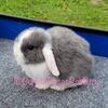 Cute baby bunny rabbit Holland lop