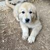 anatolian/great pyrenees 
