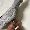 Cockatiel handtame 