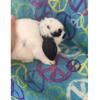 Holland lop dwarf Bunny Rabbit 10wks