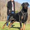 For Stud: Full European Champion Bloodline Health Tested and Cleared Male Doberman 