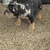 ABR registered exotic bully pups