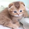 Scottish Fold Kilt Male kitten ( munchkin)