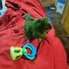 Eclectus Parrot Male DOB 10/10/24 Handfeeding
