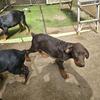 Purebred Doberman pincher puppies