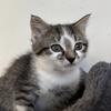 1 absolutely adorable tabby mixed kitten