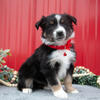 Stunning AKC Mini Australian Shepherd Puppies