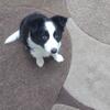 Male Border Collie Pup