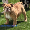 English bulldogs looking for forever home