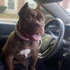 3yr female Micro Chocolate Bully small rehomeing fee