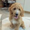 Medium Goldendoodle Puppy, Theo