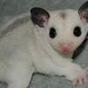 Sugar gliders