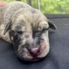 Great Dane 9 females puppies