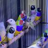 Gouldian finch - $100 (Richmond) Price reduced
