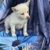 Mini pomsky reduced price!!