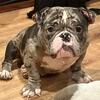 American Bully Female