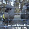 Young female Ruppell's Parrots available for $1,800 each, or trade for males