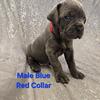 Cane corso italian daniff puppies minnesota iowa Wisconsin Illinois north Dakota south Dakota