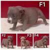 American bully pups available 
