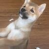 Shiba Inu!