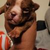 Exoticbully puppies