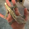 Crested Gecko