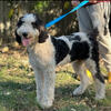 1.5 Year old FEMALE Bernedoodle
