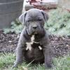 ICCF LEGENDS! CANE CORSO PUPPIES!