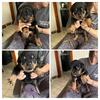 Rottweiler puppies