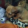 chihuahua puppies 