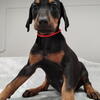 Doberman puppy for sale 