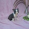 AKC Boston terrier female
