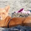 Corgi pup