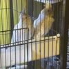 Young pair of proving whiteface cockatiels with cage