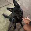 AKC Registered German Shepherd Female