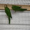 Mitred Conure Breeding Pair